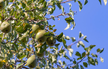 Harvest ripe tasty pears on a tree in the garden