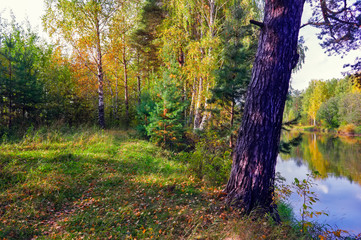 Autumn landscape on the banks of a forest river on a sunny warm day.