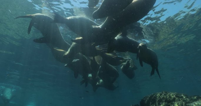 Californian sea lion (Zalophus californianus) swimming and playing in the reefs of los islotes in Espiritu Santo island at La paz,The world's aquarium. Baja California Sur,Mexico.