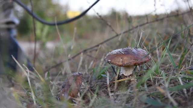 Military in a chemical protection suit measures the background radiation of mushrooms on the road, dosimetry equipment