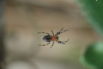 Araña de jardín