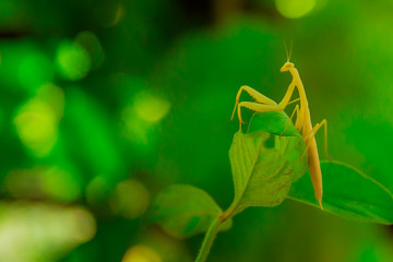 Mantis close-up sitting on a green branch, blurred background. Macrophotography