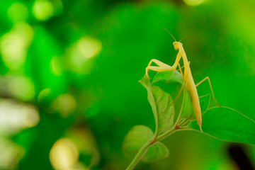 Mantis close-up sitting on a green branch, blurred background