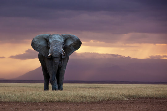 A lone elephant standing in the distance, Kenya