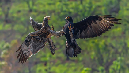 Ferocious aggression period of a black eagle chasing the fledgling from the nest