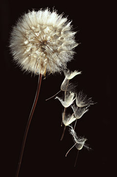 A dandelion florets leaves the dandelion head