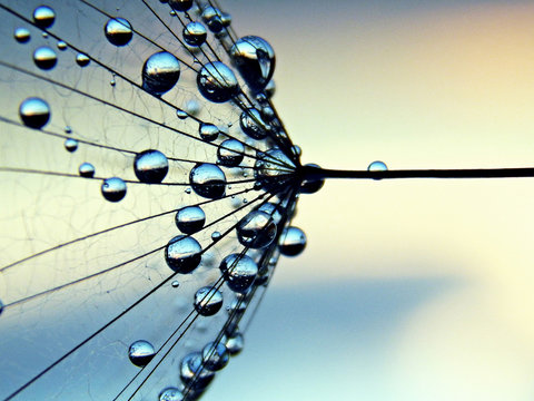 Close-up of a dandelion seed