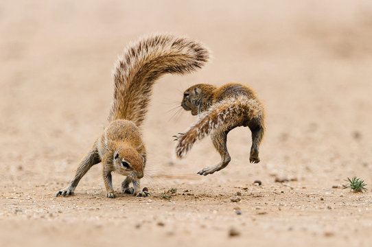 Two squirrels quarrel in the Kgalagadi Transfrontier Park