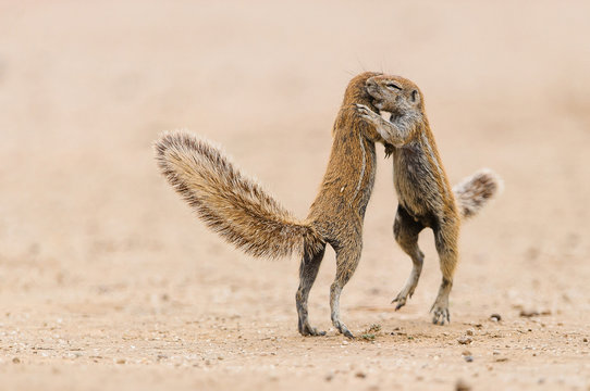 Two squirrels quarrel in the Kgalagadi Transfrontier Park