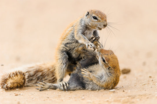 Two squirrels quarrel in the Kgalagadi Transfrontier Park