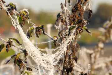 Spider web in hoarfrost on the grass close up