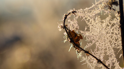 Spider web in hoarfrost on the grass close up