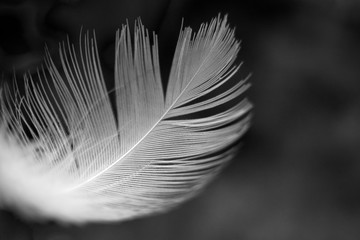 Feather on black background. Close up of feather, isolated on the dark background.