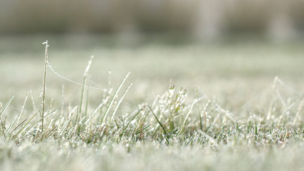 Spider web in hoarfrost on the grass close up