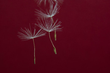 Fototapeta premium Close up macro image of dandelion seed heads with detailed lace-like patterns. Copy space for text.
