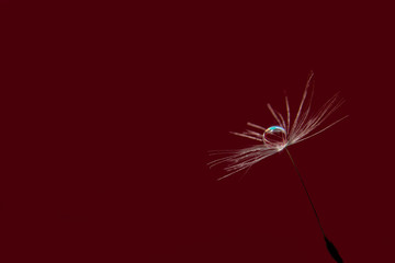 Beautiful water drop on a dandelion flower seed macro. Beautiful deep saturated red background, free space for text. Bright colorful expressive artistic image form.