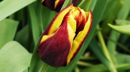 tulip with water drops of dew on black background