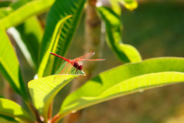 Red dragonfly on the background of green leaves, latin name - Crocothemis erythraea.