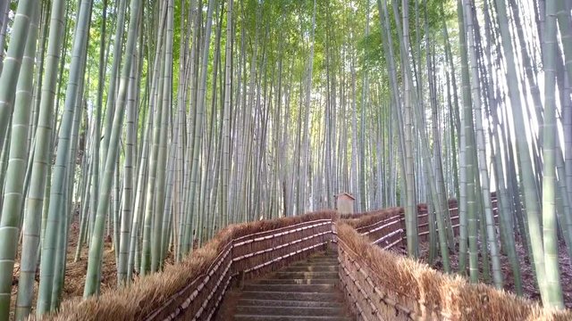 walkway bamboo tunnel named Arashiyama bamboo forest in Kyoto, Tourist landmark of Japan