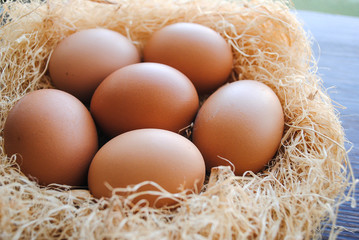Nest with brown chicken eggs.