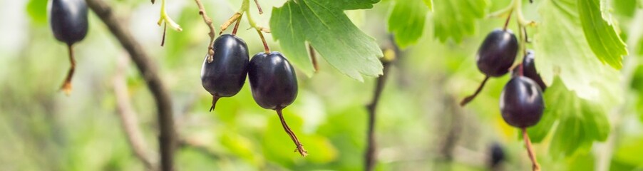 banner of fresh black currant and leaves on branch in light summer garden