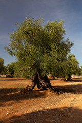 Millenary olive Trees, Puglia, Italy