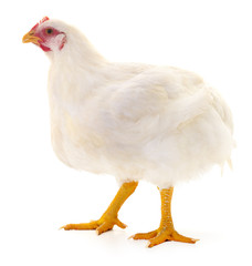 white hen isolated.