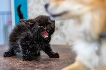 Angry cat