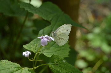 Papillon ce nourissant