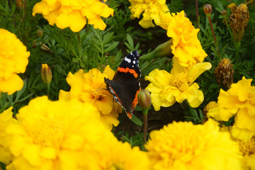 beautiful butterfly among bright yellow flowers