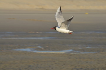 Mouette volant en bord de plage