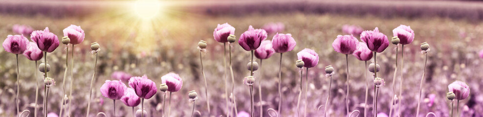 Poppy flower, purple poppy flower at sunset in meadow - Powered by Adobe