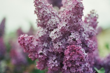 purple lilac flowers in the garden