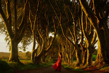 Magical morning light over beautiful model with wavy hairs in red dress in the Dark Hedges, Antrim,...