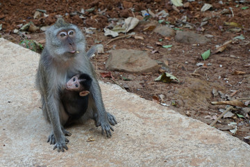 Monkey in tropical forest in Asia country