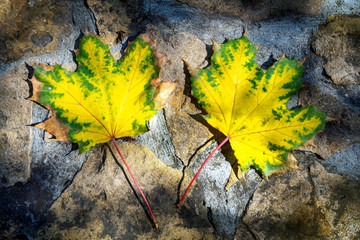 Top view of two yellow-green maple leaves on a stone background, flat lay