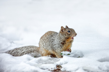 Rock squirrel in the snow