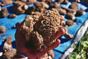 Morel Mushrooms