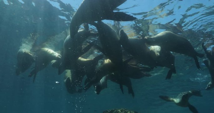 Californian sea lion (Zalophus californianus) swimming and playing in the reefs of los islotes in Espiritu Santo island at La paz,The world's aquarium. Baja California Sur,Mexico.