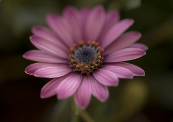 Fototapeta premium Fiore 