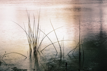 Sedge grass grows from the water of a pond in the evening during the rain. Natural background. © Sergey