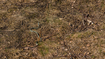 A grass snake (Natrix natrix) slowly moving through grass and sticks.
