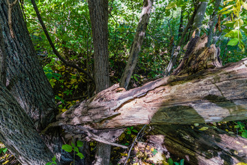 Broken tree trunk decays lying on healthy trees