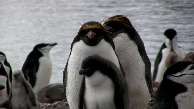 Macaroni and chinstrap penguins in Antarctica, close up