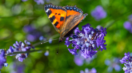 Small tortoiseshell (Aglais urticae) on a flower.