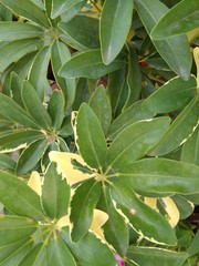 green leaves of an evergreen decorative plant in pot
