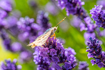 A painted lady (Vanessa cardui) on a flower.