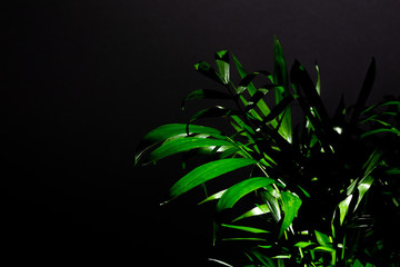 Green palm leaves on the dark black background. Wallpaper in the dark natural style