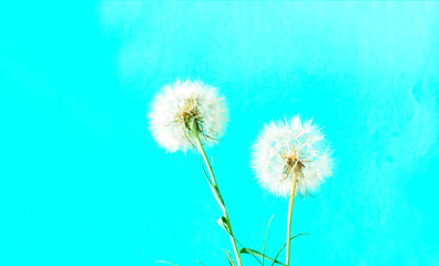 Creative colorful background with white dandelions. Trendy colors in 2020