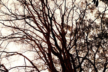 Beautiful tree , forest view in tropical country